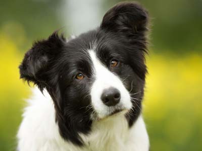 Border Collie